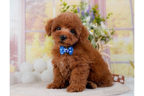 成約済の神奈川県のトイプードル-298951の17枚目