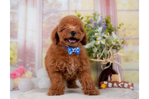 成約済の神奈川県のトイプードル-298951の16枚目