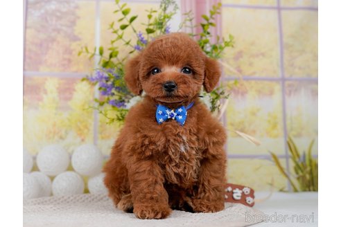 成約済の神奈川県のトイプードル-298951の15枚目