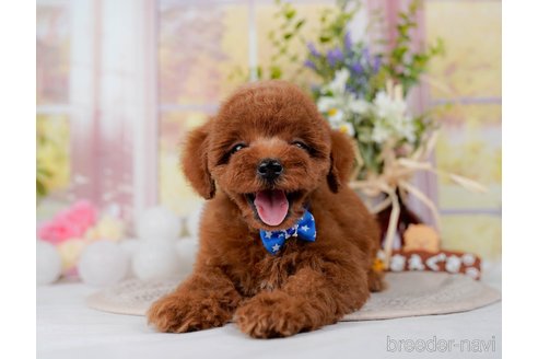 成約済の神奈川県のトイプードル-298951の14枚目