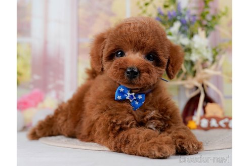 成約済の神奈川県のトイプードル-298951の12枚目