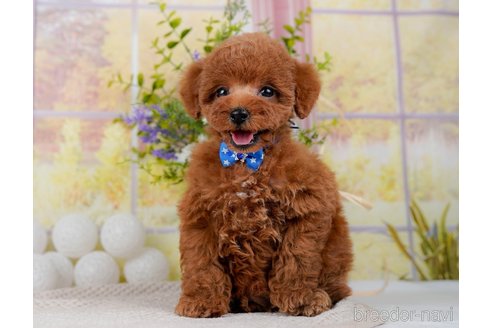 成約済の神奈川県のトイプードル-298951の11枚目