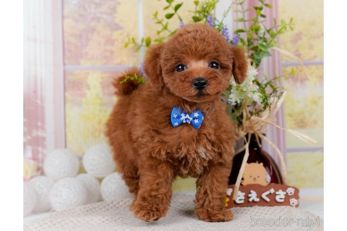 成約済の神奈川県のトイプードル-298951の10枚目