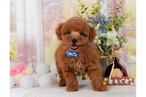 成約済の神奈川県のトイプードル-298951の7枚目