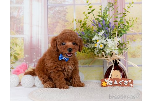 成約済の神奈川県のトイプードル-298951の9枚目