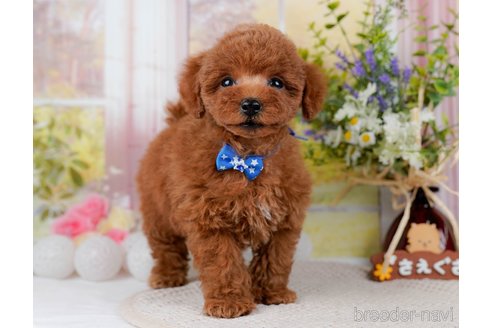 成約済の神奈川県のトイプードル-298951の8枚目