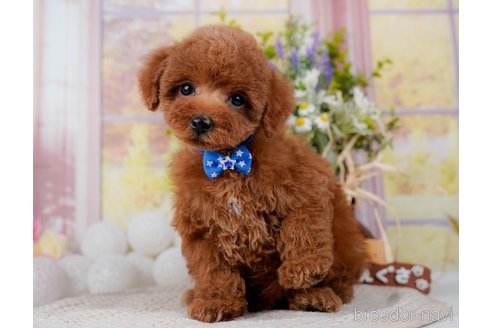 成約済の神奈川県のトイプードル-298951の6枚目