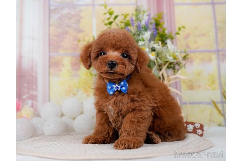 成約済の神奈川県のトイプードル-298951の5枚目