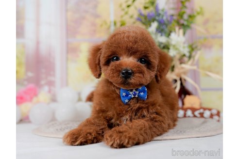 成約済の神奈川県のトイプードル-298951