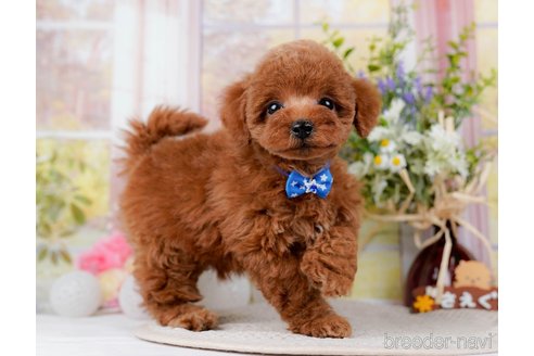 成約済の神奈川県のトイプードル-298951の4枚目