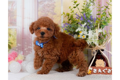 成約済の神奈川県のトイプードル-298951の3枚目