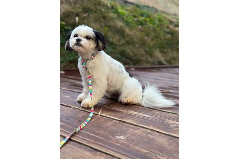 成約済の山口県のミックス犬-266102の3枚目