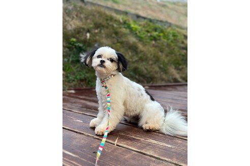 成約済の山口県のミックス犬-266102の4枚目