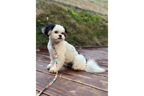 成約済の山口県のミックス犬-266102の5枚目