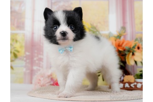 成約済の神奈川県のポメラニアン-298952の8枚目