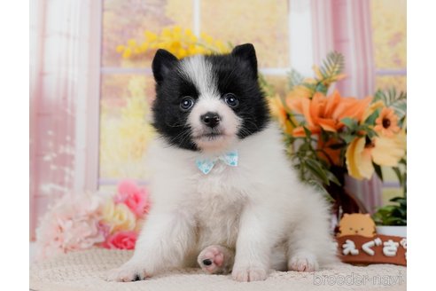 成約済の神奈川県のポメラニアン-298952の11枚目