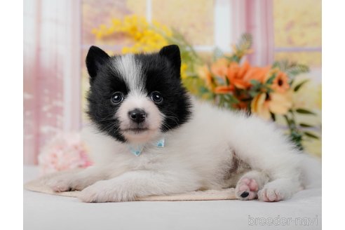 成約済の神奈川県のポメラニアン-298952の9枚目