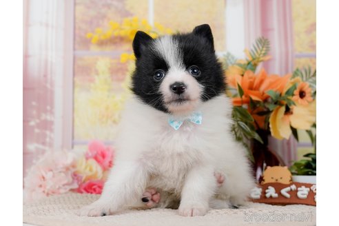 成約済の神奈川県のポメラニアン-298952の4枚目