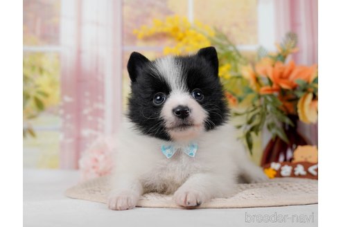 成約済の神奈川県のポメラニアン-298952