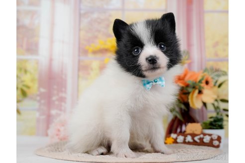 成約済の神奈川県のポメラニアン-298952の5枚目