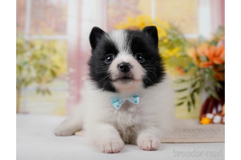 成約済の神奈川県のポメラニアン-298952の6枚目