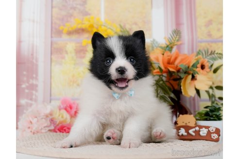 成約済の神奈川県のポメラニアン-298952の2枚目