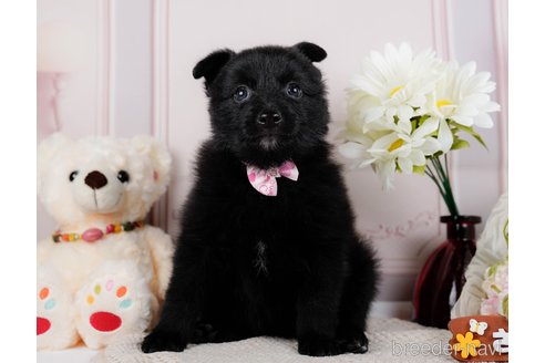 成約済の神奈川県のポメラニアン-298953