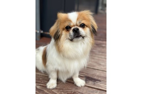成約済の山口県のミックス犬-266012の7枚目