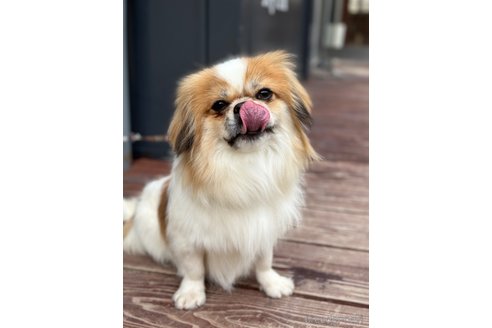 成約済の山口県のミックス犬-266012の8枚目