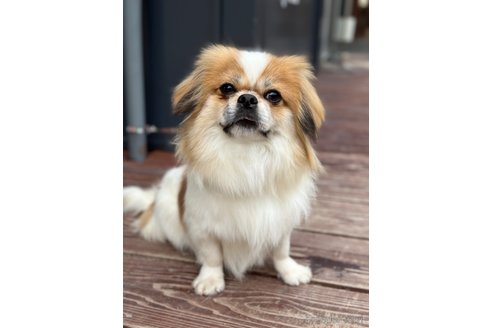 成約済の山口県のミックス犬-266012の9枚目