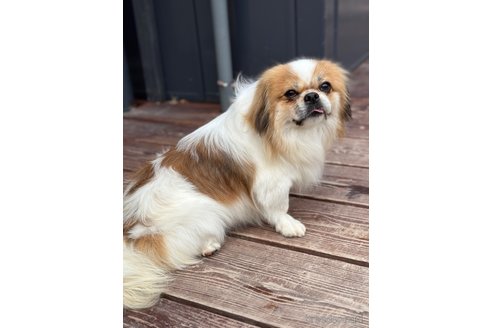 成約済の山口県のミックス犬-266012の10枚目