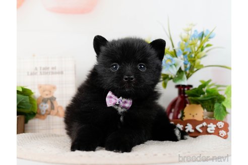 成約済の神奈川県のポメラニアン-298954の7枚目