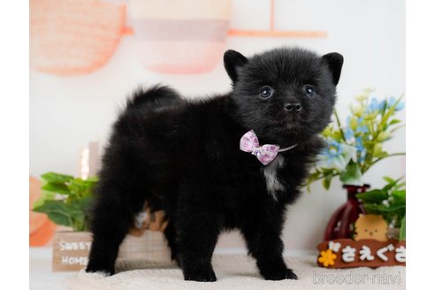 成約済の神奈川県のポメラニアン-298954の8枚目