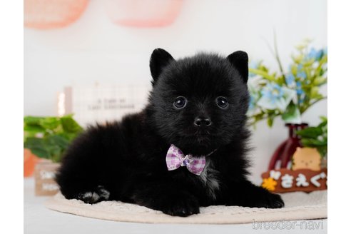 成約済の神奈川県のポメラニアン-298954の9枚目