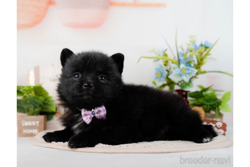 成約済の神奈川県のポメラニアン-298954の4枚目