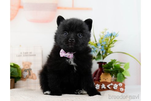 成約済の神奈川県のポメラニアン-298954の5枚目