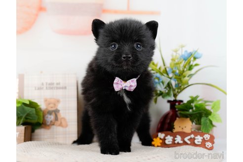 成約済の神奈川県のポメラニアン-298954の6枚目