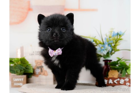 成約済の神奈川県のポメラニアン-298954の3枚目