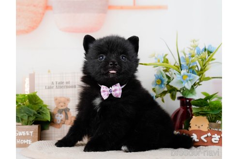 成約済の神奈川県のポメラニアン-298954