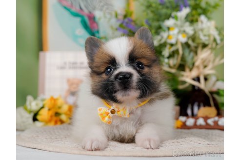 成約済の神奈川県のポメラニアン-298958の10枚目