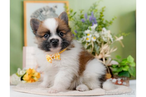 成約済の神奈川県のポメラニアン-298958の6枚目