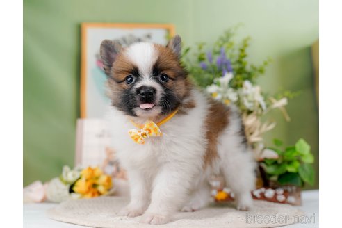 成約済の神奈川県のポメラニアン-298958の7枚目