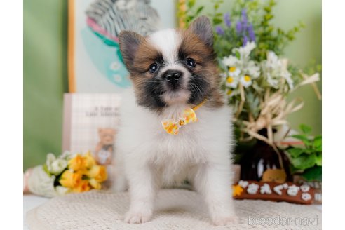 成約済の神奈川県のポメラニアン-298958の1枚目