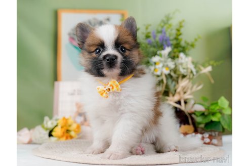 成約済の神奈川県のポメラニアン-298958の8枚目