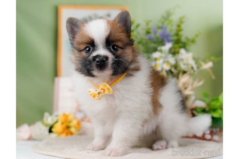 成約済の神奈川県のポメラニアン-298958の9枚目