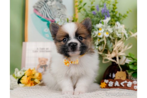 成約済の神奈川県のポメラニアン-298958の2枚目