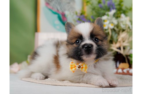 成約済の神奈川県のポメラニアン-298958の3枚目