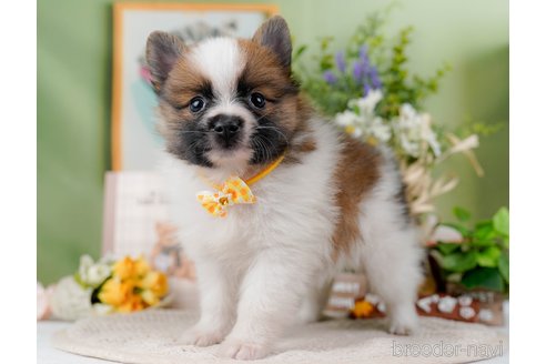 成約済の神奈川県のポメラニアン-298958の5枚目