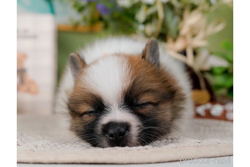 成約済の神奈川県のポメラニアン-298958の4枚目