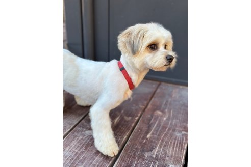 成約済の山口県のミックス犬-266109の10枚目